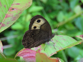 Common Wood-Nymph